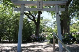 御裳神社(みもじんじゃ)　あじさい　手水舎　6月　夏の花　愛知県一宮市の観光・撮影スポットの画像と写真