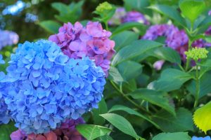 御裳神社(みもじんじゃ)　あじさい　手水舎　6月　夏の花　愛知県一宮市の観光・撮影スポットの画像と写真