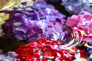 御裳神社(みもじんじゃ)　あじさい　手水舎　6月　夏の花　愛知県一宮市の観光・撮影スポットの画像と写真