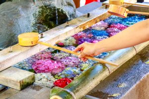 御裳神社(みもじんじゃ)　あじさい　手水舎　6月　夏の花　愛知県一宮市の観光・撮影スポットの画像と写真御裳神社(みもじんじゃ)　あじさい　手水舎　6月　夏の花　愛知県一宮市の観光・撮影スポットの画像と写真