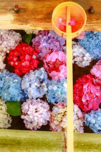 御裳神社(みもじんじゃ)　あじさい　手水舎　6月　夏の花　愛知県一宮市の観光・撮影スポットの画像と写真