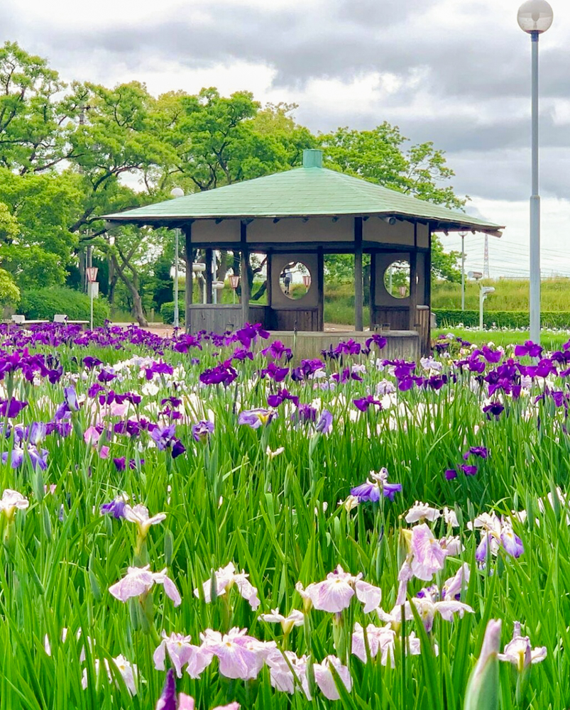 油ヶ渕花しょうぶ園、６月の夏の花、愛知県碧南市の観光・撮影スポットの画像と写真
