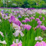 油ヶ渕花しょうぶ園、６月の夏の花、愛知県碧南市の観光・撮影スポットの画像と写真