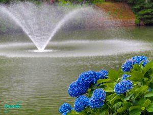 赤塚山公園ぎょぎょランド、あじさい、6月夏の花、愛知県豊川市の観光・撮影スポットの画像と写真