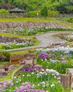 赤塚山公園ぎょぎょランド、花しょうぶ、6月夏の花、愛知県豊川市の観光・撮影スポットの画像と写真