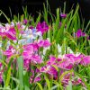 赤塚山公園ぎょぎょランド、花しょうぶ、6月夏の花、愛知県豊川市の観光・撮影スポットの画像と写真