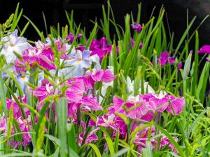 赤塚山公園ぎょぎょランド、花しょうぶ、6月夏の花、愛知県豊川市の観光・撮影スポットの画像と写真