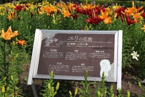 千種公園　ユリ園　6月　夏の花　名古屋市千種区の観光・撮影スポットの画像と写真