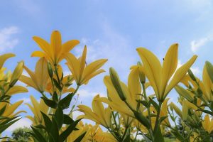 千種公園　ユリ園　6月　夏の花　名古屋市千種区の観光・撮影スポットの画像と写真千種公園　ユリ園　6月　夏の花　名古屋市千種区の観光・撮影スポットの画像と写真