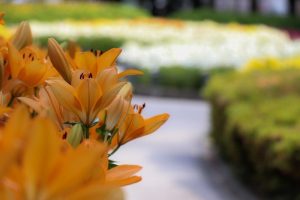 千種公園　ユリ園　6月　夏の花　名古屋市千種区の観光・撮影スポットの画像と写真千種公園　ユリ園　6月　夏の花　名古屋市千種区の観光・撮影スポットの画像と写真
