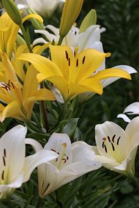 千種公園　ユリ園　6月　夏の花　名古屋市千種区の観光・撮影スポットの画像と写真