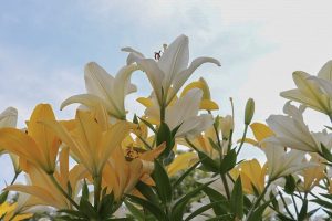 千種公園　ユリ園　6月　夏の花　名古屋市千種区の観光・撮影スポットの画像と写真