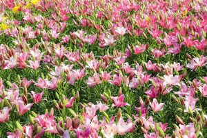 千種公園　ユリ園　6月　夏の花　名古屋市千種区の観光・撮影スポットの画像と写真