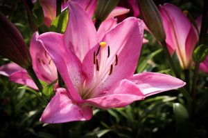 千種公園　ユリ園　6月　夏の花　名古屋市千種区の観光・撮影スポットの画像と写真