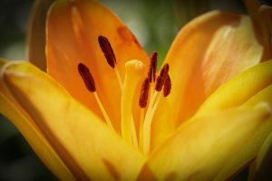 千種公園　ユリ園　6月　夏の花　名古屋市千種区の観光・撮影スポットの画像と写真