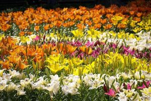 千種公園　ユリ園　6月　夏の花　名古屋市千種区の観光・撮影スポットの画像と写真
