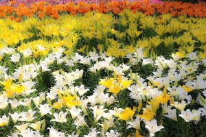千種公園　ユリ園　6月　夏の花　名古屋市千種区の観光・撮影スポットの画像と写真千種公園　ユリ園　6月　夏の花　名古屋市千種区の観光・撮影スポットの画像と写真
