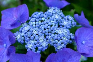 二見しょうぶロマンの森、あじさい、6月夏の花、三重県伊勢市の観光・撮影スポットの画像と写真