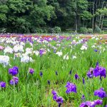 二見しょうぶロマンの森、花しょうぶ、6月夏の花、三重県伊勢市の観光・撮影スポットの画像と写真