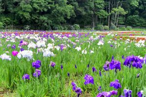 二見しょうぶロマンの森、花しょうぶ、6月夏の花、三重県伊勢市の観光・撮影スポットの画像と写真
