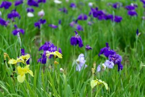 二見しょうぶロマンの森、花しょうぶ、6月夏の花、三重県伊勢市の観光・撮影スポットの画像と写真