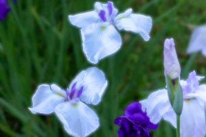 二見しょうぶロマンの森、花しょうぶ、6月夏の花、三重県伊勢市の観光・撮影スポットの画像と写真