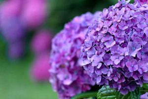 二見しょうぶロマンの森、あじさい、6月夏の花、三重県伊勢市の観光・撮影スポットの画像と写真
