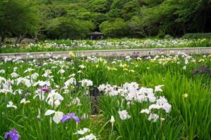 初立池公園、花しょうぶ、6月の夏の花、愛知県田原市の観光・撮影スポットの名所