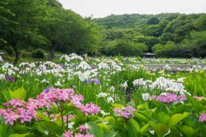 初立池公園、花しょうぶ、6月の夏の花、愛知県田原市の観光・撮影スポットの名所