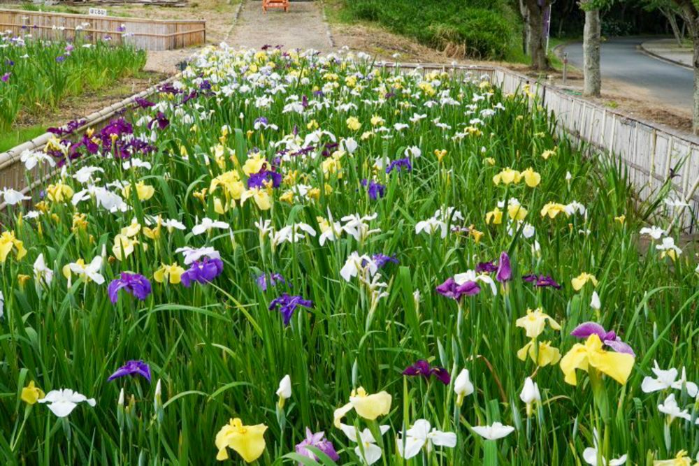 初立池公園、花しょうぶ、6月の夏の花、愛知県田原市の観光・撮影スポットの名所