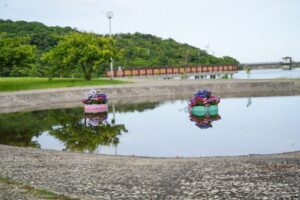 初立池公園、花しょうぶ、6月の夏の花、愛知県田原市の観光・撮影スポットの名所
