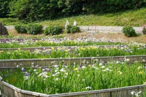 初立池公園、花しょうぶ、6月の夏の花、愛知県田原市の観光・撮影スポットの名所