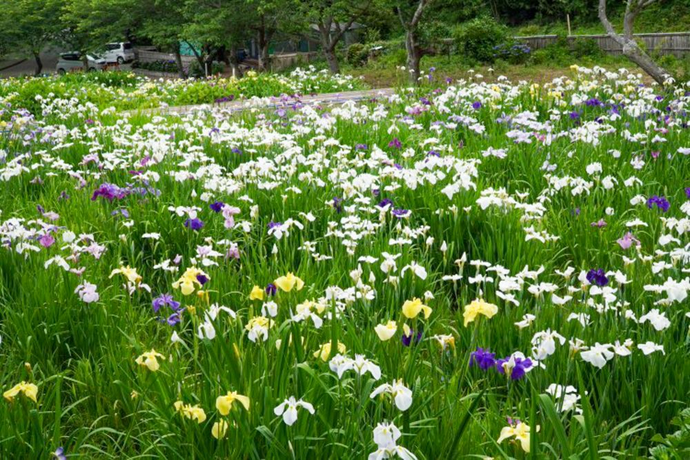 初立池公園、花しょうぶ、6月の夏の花、愛知県田原市の観光・撮影スポットの名所