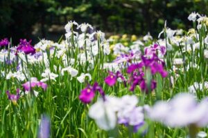 初立池公園、花しょうぶ、6月の夏の花、愛知県田原市の観光・撮影スポットの名所