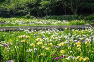 初立池公園、花しょうぶ、6月の夏の花、愛知県田原市の観光・撮影スポットの名所