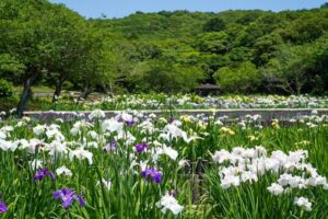 初立池公園、花しょうぶ、6月の夏の花、愛知県田原市の観光・撮影スポットの名所