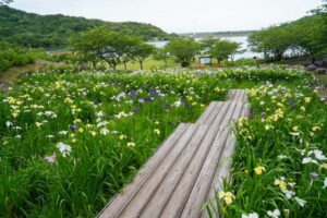 初立池公園、花しょうぶ、6月の夏の花、愛知県田原市の観光・撮影スポットの名所