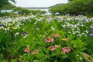 初立池公園、花しょうぶ、6月の夏の花、愛知県田原市の観光・撮影スポットの名所