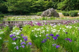 初立池公園、花しょうぶ、6月の夏の花、愛知県田原市の観光・撮影スポットの名所