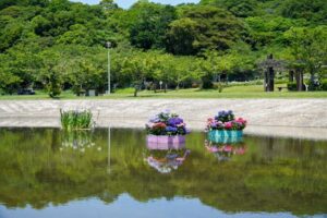 初立池公園、花しょうぶ、6月の夏の花、愛知県田原市の観光・撮影スポットの名所