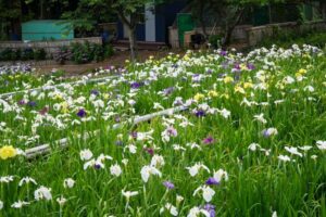 初立池公園、花しょうぶ、6月の夏の花、愛知県田原市の観光・撮影スポットの名所