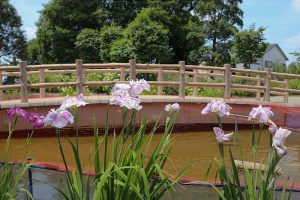 大塚性海寺歴史公園、あじさいまつり、6月夏の花　観光・撮影スポットの画像と写真