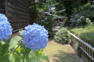 大塚性海寺歴史公園、あじさいまつり、6月夏の花　観光・撮影スポットの画像と写真
