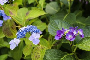 大塚性海寺歴史公園、あじさいまつり、6月夏の花　観光・撮影スポットの画像と写真