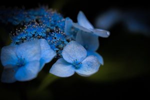 大塚性海寺歴史公園、あじさいまつり、6月夏の花　観光・撮影スポットの画像と写真