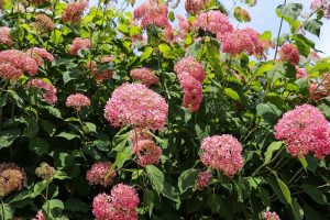 大塚性海寺歴史公園、あじさいまつり、6月夏の花　観光・撮影スポットの画像と写真