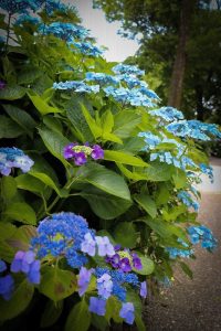 大塚性海寺歴史公園、あじさいまつり、6月夏の花　観光・撮影スポットの画像と写真