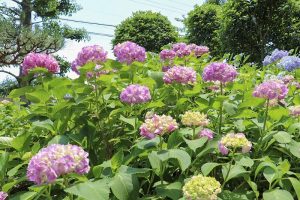 大塚性海寺歴史公園、あじさいまつり、6月夏の花　観光・撮影スポットの画像と写真歴史公園（6月）　紫陽花(あじさい)まつり　夏の花　観光・撮影スポットの画像と写真