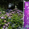 大塚性海寺歴史公園、あじさいまつり、6月夏の花　観光・撮影スポットの画像と写真