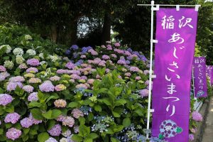 大塚性海寺歴史公園、あじさいまつり、6月夏の花　観光・撮影スポットの画像と写真